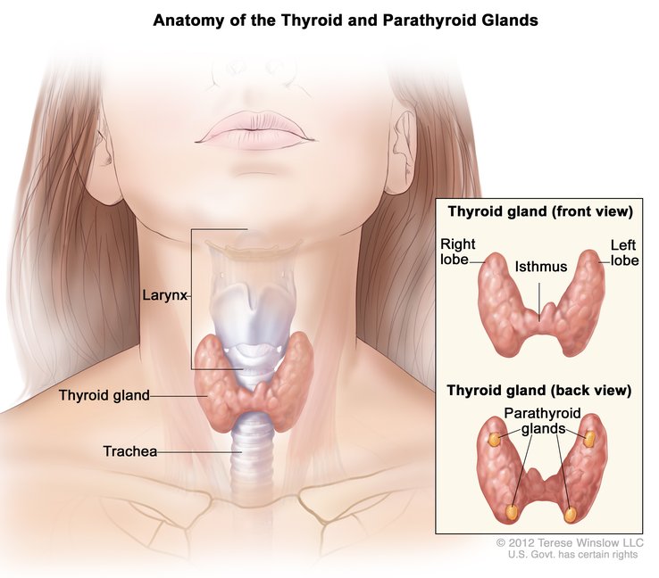 thyroid supplement in kenya