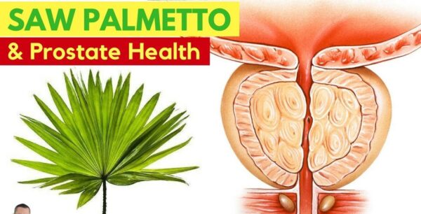 Saw palmetto for enlarged prostate
